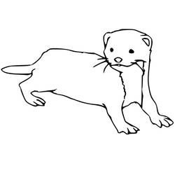 Página para colorir: Furão (Animais) #205391 - Páginas para Colorir Imprimíveis Gratuitamente