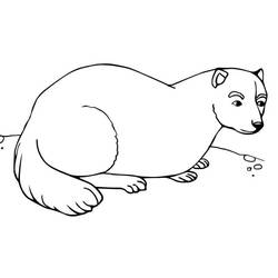 Página para colorir: Furão (Animais) #205395 - Páginas para Colorir Imprimíveis Gratuitamente