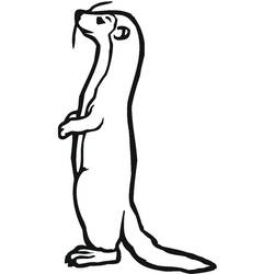 Página para colorir: Furão (Animais) #205400 - Páginas para Colorir Imprimíveis Gratuitamente