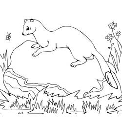 Página para colorir: Furão (Animais) #205404 - Páginas para Colorir Imprimíveis Gratuitamente