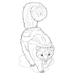 Página para colorir: Furão (Animais) #205412 - Páginas para Colorir Imprimíveis Gratuitamente