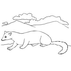 Página para colorir: Furão (Animais) #205415 - Páginas para Colorir Imprimíveis Gratuitamente