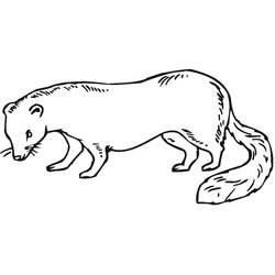 Página para colorir: Furão (Animais) #205421 - Páginas para Colorir Imprimíveis Gratuitamente