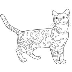 Página para colorir: Gatinho (animais) #18101 - Páginas para Colorir Imprimíveis Gratuitamente