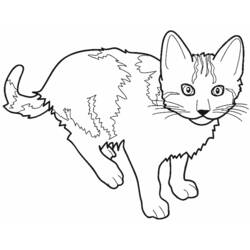 Página para colorir: Gato (animais) #1781 - Páginas para Colorir Imprimíveis Gratuitamente