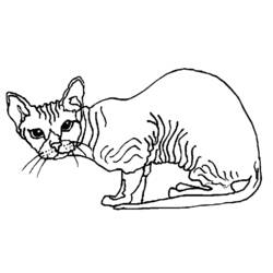 Página para colorir: Gato (animais) #1841 - Páginas para Colorir Imprimíveis Gratuitamente