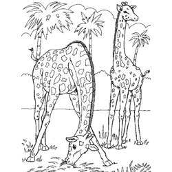 Página para colorir: Girafa (animais) #7277 - Páginas para Colorir Imprimíveis Gratuitamente