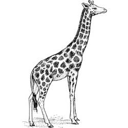 Página para colorir: Girafa (animais) #7297 - Páginas para Colorir Imprimíveis Gratuitamente