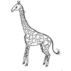Página para colorir: Girafa (animais) #7323 - Páginas para Colorir Imprimíveis Gratuitamente