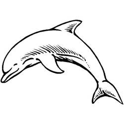 Desenhos para colorir: Golfinho - Páginas para Colorir Imprimíveis Gratuitamente