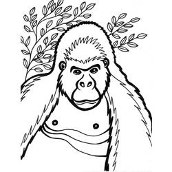 Página para colorir: Gorila (animais) #7431 - Páginas para Colorir Imprimíveis Gratuitamente