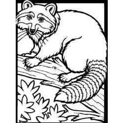 Página para colorir: Guaxinim (animais) #19991 - Páginas para Colorir Imprimíveis Gratuitamente