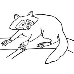 Página para colorir: Guaxinim (Animais) #208491 - Páginas para Colorir Imprimíveis Gratuitamente