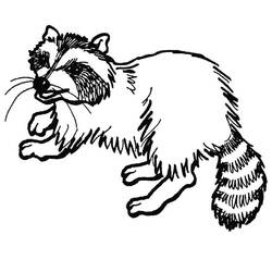 Página para colorir: Guaxinim (Animais) #208496 - Páginas para Colorir Imprimíveis Gratuitamente