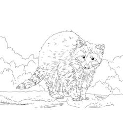 Página para colorir: Guaxinim (Animais) #208499 - Páginas para Colorir Imprimíveis Gratuitamente