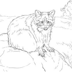 Página para colorir: Guaxinim (Animais) #208500 - Páginas para Colorir Imprimíveis Gratuitamente