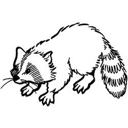 Página para colorir: Guaxinim (Animais) #208501 - Páginas para Colorir Imprimíveis Gratuitamente