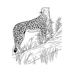 Desenho Guepardo (Animais) #188872 para imprimir e colorir