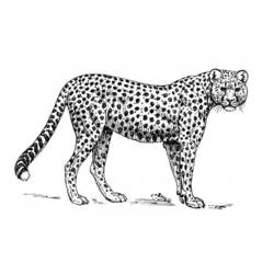 Página para colorir: guepardo (animais) #7966 - Páginas para Colorir Imprimíveis Gratuitamente