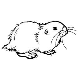 Página para colorir: hamster (animais) #8039 - Páginas para Colorir Imprimíveis Gratuitamente