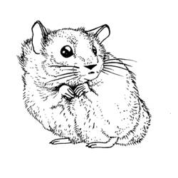 Página para colorir: hamster (animais) #8042 - Páginas para Colorir Imprimíveis Gratuitamente