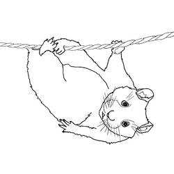 Página para colorir: hamster (animais) #8083 - Páginas para Colorir Imprimíveis Gratuitamente