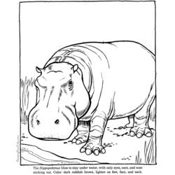 Página para colorir: hipopótamo (animais) #8656 - Páginas para Colorir Imprimíveis Gratuitamente