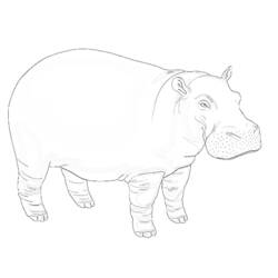 Página para colorir: hipopótamo (animais) #8702 - Páginas para Colorir Imprimíveis Gratuitamente