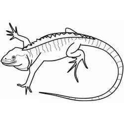 Página para colorir: iguana (animais) #8952 - Páginas para Colorir Imprimíveis Gratuitamente