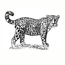Página para colorir: Jaguar (animais) #9007 - Páginas para Colorir Imprimíveis Gratuitamente