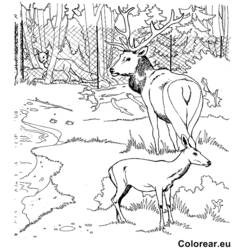 Página para colorir: Jardim zoológico (animais) #12888 - Páginas para Colorir Imprimíveis Gratuitamente