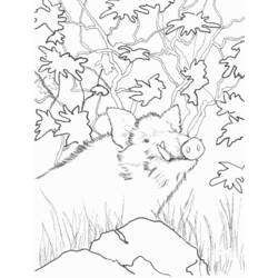 Página para colorir: Javali selvagem (animais) #14661 - Páginas para Colorir Imprimíveis Gratuitamente