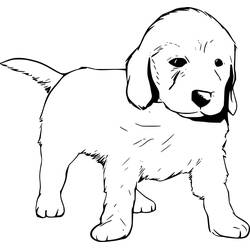 Desenho Labrador (Animais) #220735 para imprimir e colorir