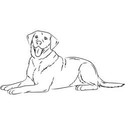 Desenho Labrador (Animais) #220744 para imprimir e colorir