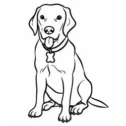 Desenho Labrador (Animais) #220751 para imprimir e colorir