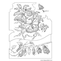 Página para colorir: Lagarta (animais) #18327 - Páginas para Colorir Imprimíveis Gratuitamente