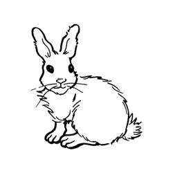 Desenho Lebre (Animais) #209019 para imprimir e colorir