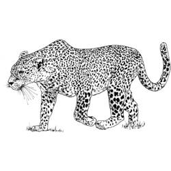 Desenhos para colorir: Leopardo - Páginas para Colorir Imprimíveis Gratuitamente