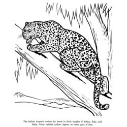 Página para colorir: Leopardo (animais) #9748 - Páginas para Colorir Imprimíveis Gratuitamente