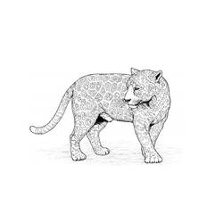 Página para colorir: Leopardo (animais) #9758 - Páginas para Colorir Imprimíveis Gratuitamente