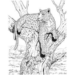 Página para colorir: Leopardo (animais) #9770 - Páginas para Colorir Imprimíveis Gratuitamente