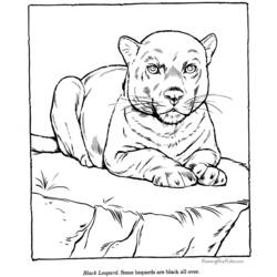 Página para colorir: Leopardo (animais) #9822 - Páginas para Colorir Imprimíveis Gratuitamente