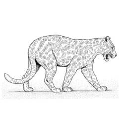 Página para colorir: Leopardo (animais) #9859 - Páginas para Colorir Imprimíveis Gratuitamente