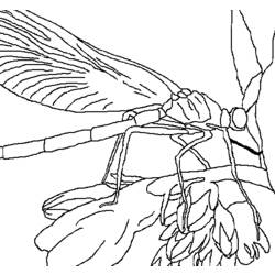 Página para colorir: Libélula (animais) #9979 - Páginas para Colorir Imprimíveis Gratuitamente