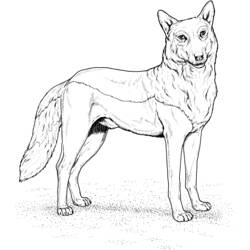 Página para colorir: Lobo (animais) #10443 - Páginas para Colorir Imprimíveis Gratuitamente