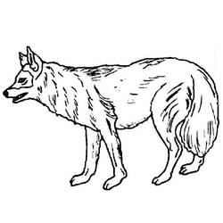 Página para colorir: Lobo (animais) #10461 - Páginas para Colorir Imprimíveis Gratuitamente