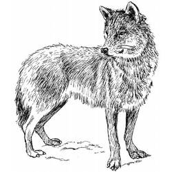 Página para colorir: Lobo (animais) #10473 - Páginas para Colorir Imprimíveis Gratuitamente