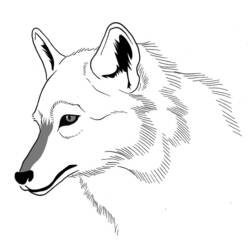 Página para colorir: Lobo (animais) #10528 - Páginas para Colorir Imprimíveis Gratuitamente
