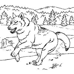 Página para colorir: Lobo (animais) #10555 - Páginas para Colorir Imprimíveis Gratuitamente