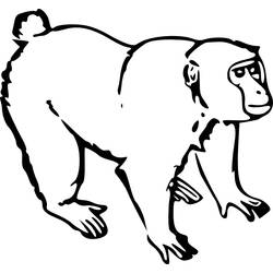 Página para colorir: Macaco (animais) #14173 - Páginas para Colorir Imprimíveis Gratuitamente